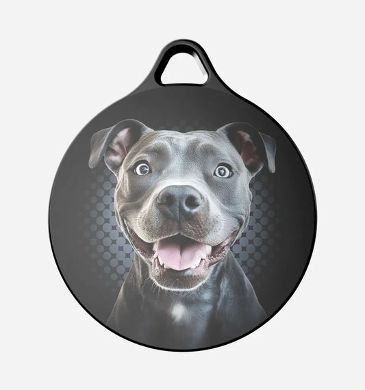 Blue  Pitbull