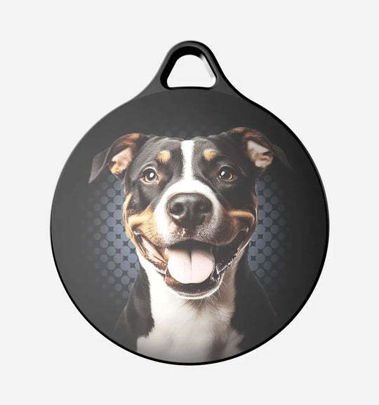 Tri-color Pitbull