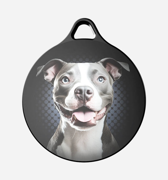 Gray White Pitbull
